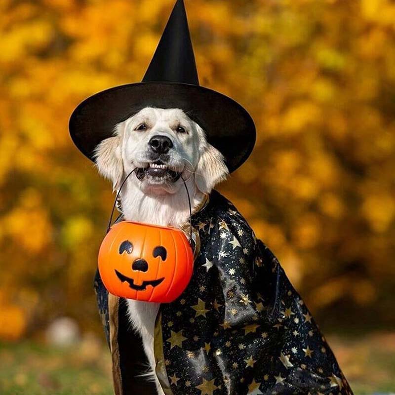 Halloween Hatt Fiskelina Festdekoration